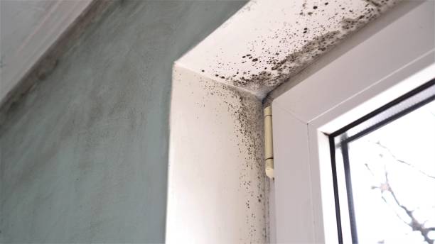 Trusted Holyoke, MA Mold Inspection, Removal & Remediation Experts